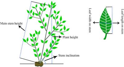 A High-Density Genetic Map Enables Genome Synteny and QTL Mapping of Vegetative Growth and Leaf Traits in Gardenia